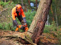 Best Utility Line Clearance  in Horace, ND